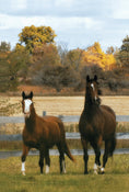 Load image into Gallery viewer, The Horse Book of Lists
