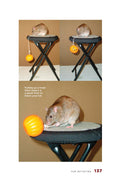 Load image into Gallery viewer, Rats