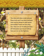 Kids' Backyard Safari: Red Foxes