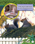 Load image into Gallery viewer, Kids' Backyard Safari: Gray Squirrels