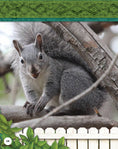 Load image into Gallery viewer, Kids' Backyard Safari: Gray Squirrels