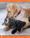 Load image into Gallery viewer, If Animals Could Talk: Cats