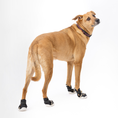Load image into Gallery viewer, Dog wearing black shoes on a white background