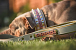The Candy Dog Collar