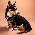 Load image into Gallery viewer, Padded Dog Collar - image 12
