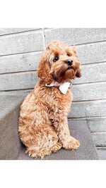 Leather Bow Collar - Snow Drop/ Rose Gold