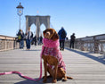Load image into Gallery viewer, Bowsers Manhattan Dog Walking Coat in blue-lagoon