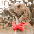 Load image into Gallery viewer, Ambrose Dog Bow Tie