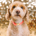 Load image into Gallery viewer, Ambrose Dog Collar