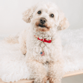 Load image into Gallery viewer, American Heart Pet Charm