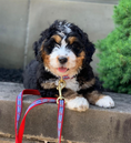 Load image into Gallery viewer, Anchors Aweigh Dog Lead