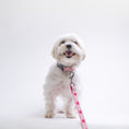 Load image into Gallery viewer, Anime Hearts Printed Dog Collar
