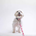 Load image into Gallery viewer, Up Country Anime Hearts Printed Cast Brass Dog Collar
