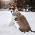 Load image into Gallery viewer, Up Country Aprs Ski Cast Brass Dog Collar