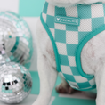 Load image into Gallery viewer, Frenchie Duo Reversible Harness - Aqua