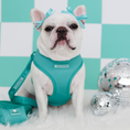 Load image into Gallery viewer, Frenchie Duo Reversible Harness - Aqua