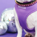 Frenchie Duo Reversible Harness - LA Purple