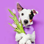 Frenchie Duo Reversible Harness - LA Purple