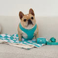 Load image into Gallery viewer, Frenchie Duo Reversible Harness - Aqua