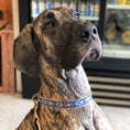 Load image into Gallery viewer, Up Country Aztec Blue Cast Brass Dog Collar