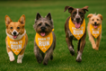 Load image into Gallery viewer, Parisian Pet 'Born to Run' Bandana - Fashionable, Soft, Comfortable Yellow Bandana for Dogs & Cats