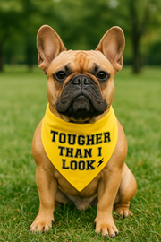 Parisian Pet 'Tougher Than I Look' Bandana - Comfortable, Stylish Yellow Dog & Cat Bandana, Trendy Design