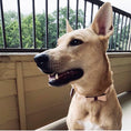 Load image into Gallery viewer, COLLAR - LUSCIOUS BOW