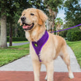 Load image into Gallery viewer, EcoBark Purple Dog Leash- Padded Comfort Grip Leash Dog Pattern - 4ft, 5ft, and 6ft for XS, Small, and Medium Dogs