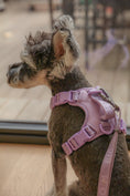 Load image into Gallery viewer, NO PULL ACTIVE PET HARNESS - MINT PURPLE
