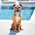 Load image into Gallery viewer, Up Country Beach Balls Cast Brass Dog Collar