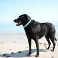 Load image into Gallery viewer, Beach Balls Dog Collar