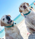 Load image into Gallery viewer, Bee Dog Lead