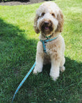 Load image into Gallery viewer, Bee Small Breed Dog Harness