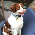 Load image into Gallery viewer, Bee Dog Collar