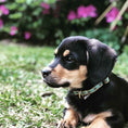 Load image into Gallery viewer, Up Country Bee Small Breed Dog Collar Made in USA