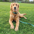 Load image into Gallery viewer, Up Country Beer Cast Brass Dog Leash