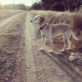 Load image into Gallery viewer, Bella Floral Dog Collar