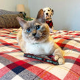Load image into Gallery viewer, Best Cat Ever Cat Collar