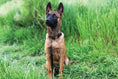 Load image into Gallery viewer, Rolled Style Red Leather Quick-Release Dog Collar - image 3