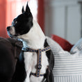 Load image into Gallery viewer, Black Tartan Dog Harness