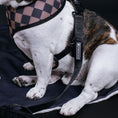 Load image into Gallery viewer, Frenchie Duo Reversible Harness - Black