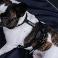 Load image into Gallery viewer, Frenchie Strap Harness - Solid Black