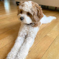 Load image into Gallery viewer, Black and White Dot Small Breed Dog Collar
