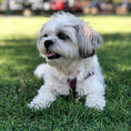 Load image into Gallery viewer, Up Country Black and White Dot Small Breed Dog Harness Made in USA