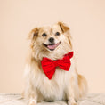 Load image into Gallery viewer, Blaze Dog Babe Bow