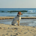 Load image into Gallery viewer, Blue Bandana Dog Collar