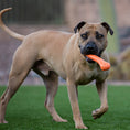 Load image into Gallery viewer, Jolly Chew Bone