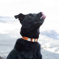 Load image into Gallery viewer, Up Country Youre My Boo Printed - Option A | Words Dog Collar