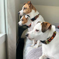 Load image into Gallery viewer, Boo! Dog Collar