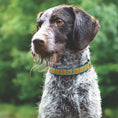 Load image into Gallery viewer, Bright Sunflower Dog Collar